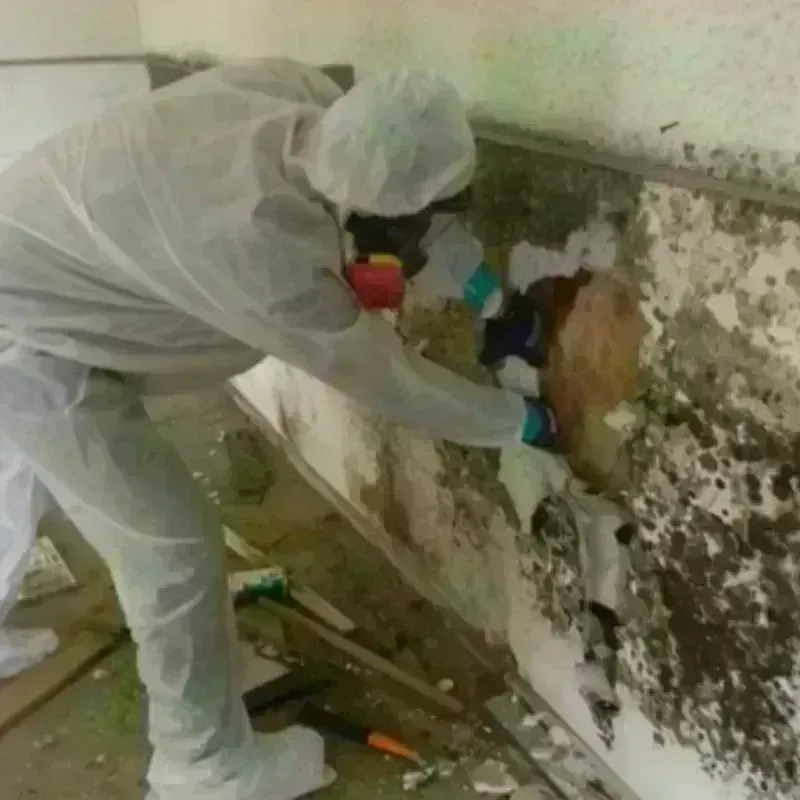 Mold Remediation and Removal in Shelby, OH